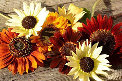 VibeX ® VMR-305 All Sorts Mix Sunflowers Seed(200 per packet)