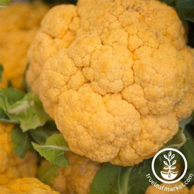 CYBEXIS Cheddar Hybrid Cauliflower Variety-250 Seeds Seed(250 per packet)