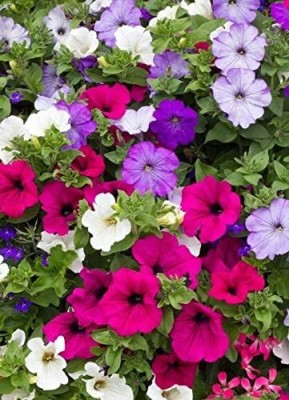 Qualtivate LX-211 Petunia Triumph Rainbow Mix Indoor Hanging Annual Flowers Non GMO Seeds Seed(50 per packet)