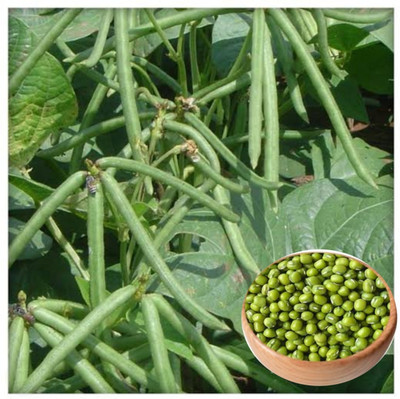 HYBRID 5kg, hybrid moong seeds, highest yield variety early fruiting Seed(1 per packet)