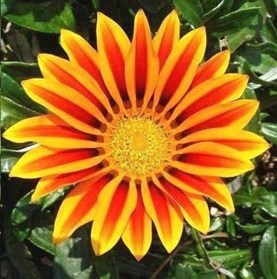 CYBEXIS Gazania Giant Series Mix Seeds - Gazania hybrida Seed(50 per packet)