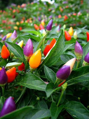 KANAYA Chilli F1 (moti mirch) Seed(425 per packet)