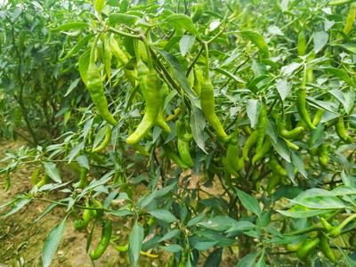 AFARTIOBINA 48 PCS CHILI SEEDS-A02 Seed(48 per packet)