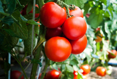 GREENELAND tomato Seed(145 per packet)