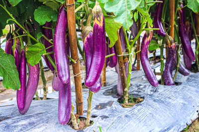 LIFELEX Long Purple Eggplant Brinjal Seed(56 per packet)