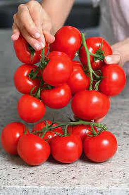 Oliver F1 Quality tomato seed Seed(28 per packet)
