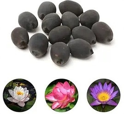 krishva 01 Seed(20 per packet)