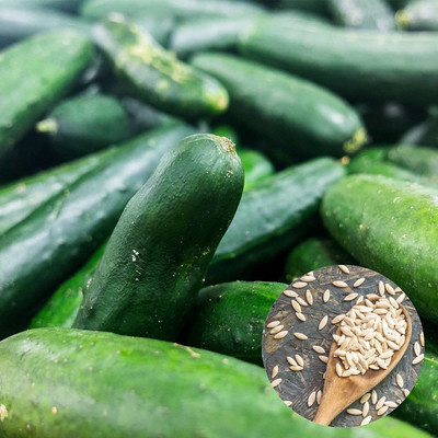 VibeX LXI-39 - Cucumber for Planting - (150 Seeds) Seed(150 per packet)