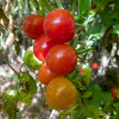 ANDARISTORE tomato Seed(105 per packet)