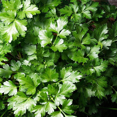 VibeX LX-13 - Flat Leaf Italian Parsley - (2250 Seeds) Seed(2250 per packet)