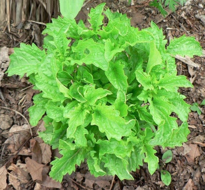 WILLVINE HUA-4 Basil Spicy Saber (Serrata) Seed(1000 per packet)