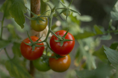 NV LIVE tomato Seed(145 per packet)
