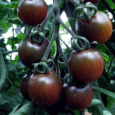 KNESSiN Tomato Black Opal-{800 Seeds} Seed(800 per packet)