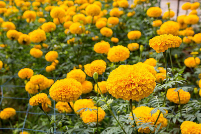 Unicosa Ayurveda marigold/gende ka phool flower seeds Seed(75 per packet)