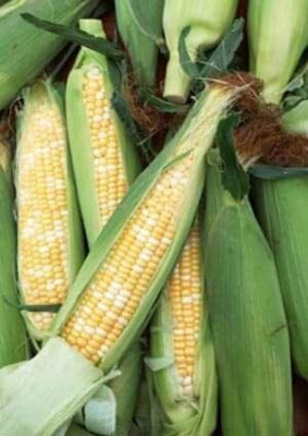 Aywal On Deck Sweet Corn Seed(850 per packet)