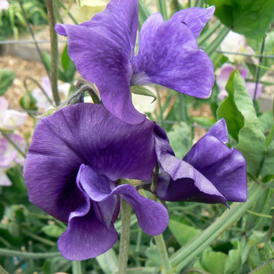 Quentova Sweet Pea 'My Navy'-VDI-2B Seed(20 per packet)