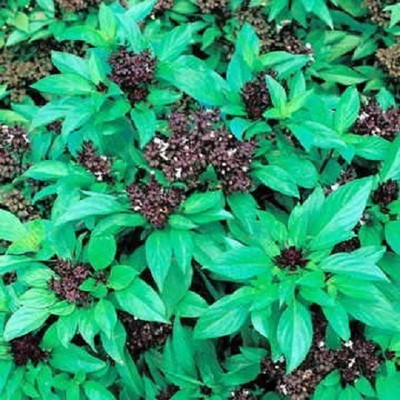 VibeX NDIR-68 - Siam Queen Thai Basil - (4500 Seeds) Seed(4500 per packet)
