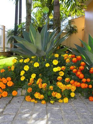 AAM marigold/gende ka phool flower seeds Seed(50 per packet)