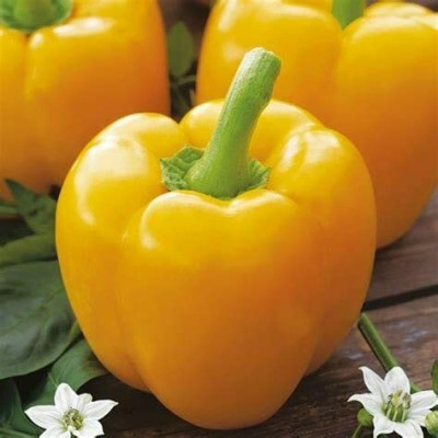 CYBEXIS Yellow Capsicum Pepper Vegetable Seeds2400 Seeds Seed(2400 per packet)