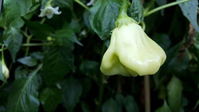 Biosnyg Open-Pollinated Aji White Fantasy Pepper Seeds For Planting-(400 Seeds) Seed(400 per packet)