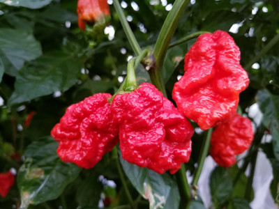 KNESSiN F1 Hybrid Skunk Red Hot Pepper Seeds For Gardening-(2400 Seeds) Seed(2400 per packet)