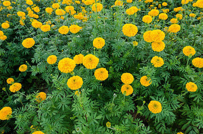 Assicurazioni Generali marigold/gende ka phool flower seeds Seed(75 per packet)