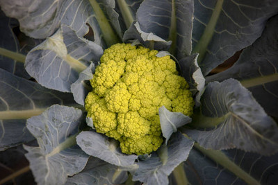 Epoojacart white cauliflower,gobhee seeds Seed(45 per packet)