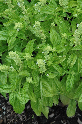 Qualtivate XL-18 Nufar Hybrid Basil Seeds Seed(1000 per packet)