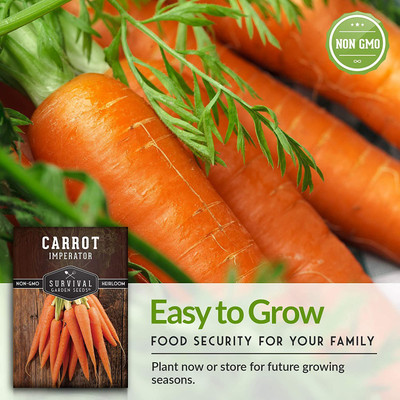 CYBEXIS GBPUT-95 - Imperator 58 Carrot - (2250 Seeds) Seed(2250 per packet)