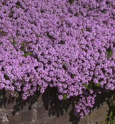 Qualtivate PUA-6A Creeping Thyme-Thymus Serpyllum Seed(50 per packet)