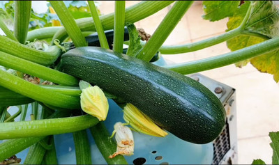 VibeX ® VXI-608 Summer squash - Chappan Kaddu Seeds Seed(100 per packet)