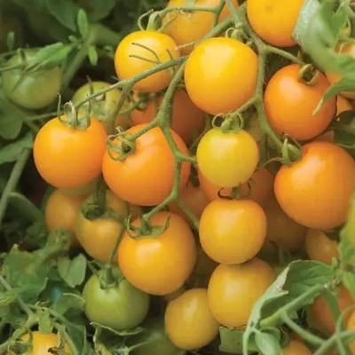 Aro Tomato, Tomato yellow cherry Seed(24 per packet)