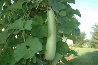 Qualtivate HYB-7A Long Bottle gourd Seeds Seed(50 per packet)