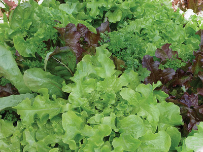 WILLVINE KGF -634 Classic Mix Mesclun Seeds Seed(200 per packet)