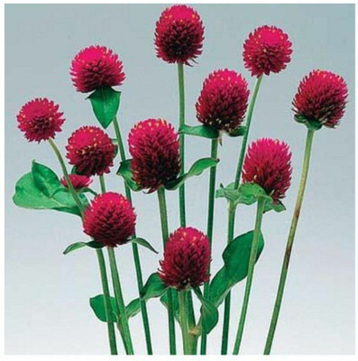 XOLDA Exotic gomphrena Seed(49 per packet)