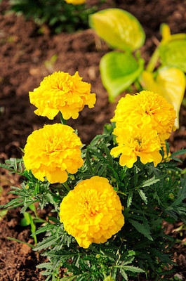 rmd marigold/gende ka phool flower seeds Seed(50 per packet)
