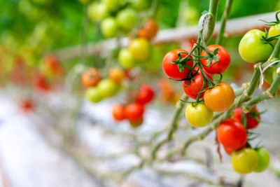 MORENK tomato Seed(55 per packet)