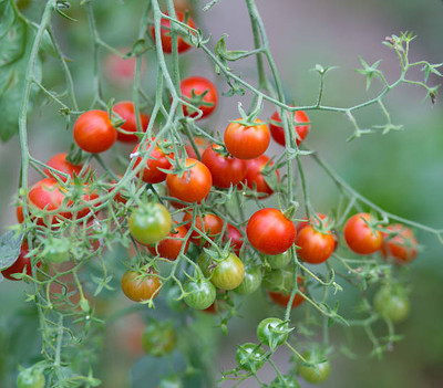 Veggie Paajis tomato Seed(150 per packet)