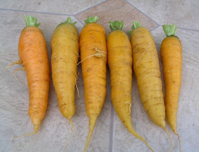 CYBEXIS Hybrid Solar Yellow Carrot Seeds2000 Seeds Seed(2000 per packet)