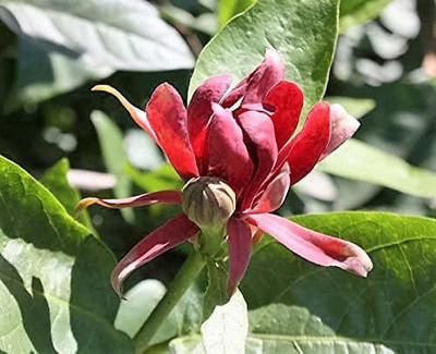 VibeX ® RXI-11 Lindera Benzoin Spice Bush Seed(50 per packet)