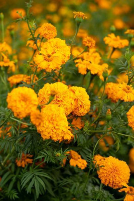 ZIFR marigold/gende ka phool flower seeds Seed(50 per packet)