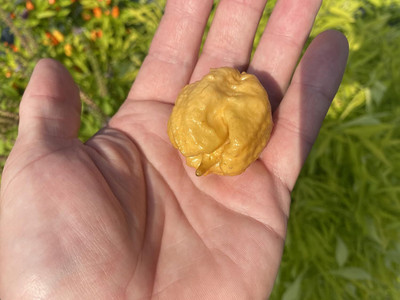 Biosnyg Hybrid Golden Carolina Reaper Pepper Seeds For Kitchen Gardening-(4000 Seeds) Seed(4000 per packet)