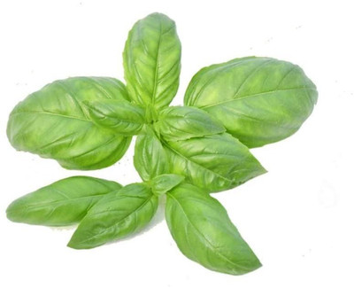 XEFRA Green Organic Basil Seed(100 per packet)