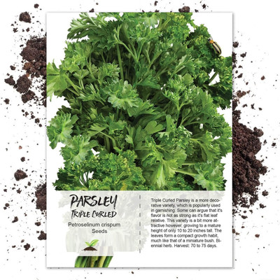 CYBEXIS NBIR-8 - Curly-Leaf Parsley Paramount Green - (750 Seeds) Seed(750 per packet)