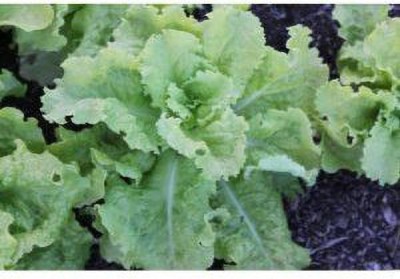 Jevik Big-Boston-Butterhead-Lettuce-Seeds Seed(165 per packet)