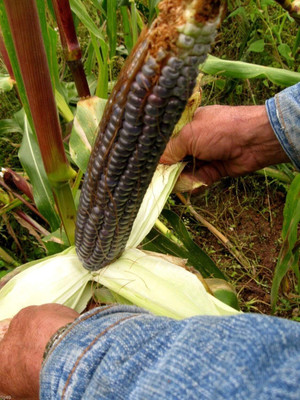 WILLVINE SYN -XVI Giant Blue McCormack Corn Seeds-[100g] Seed(400 per packet)