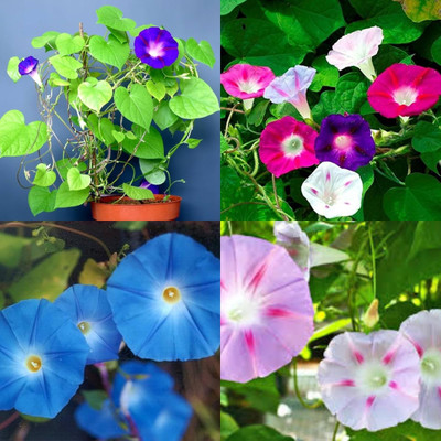 ibains Morning glory seeds untreated 40 Seed(40 per packet)