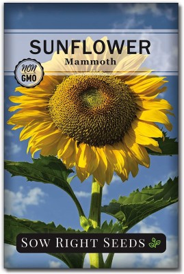 VibeX NBIR-42 - Mammoth Sunflower - (1350 Seeds) Seed(1350 per packet)