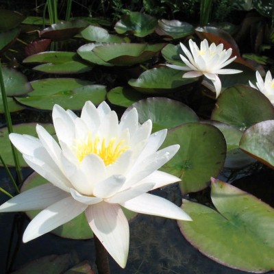 Qualtivate RES-1A White Lotus Water Lily Flower Seeds Seed(25 per packet)