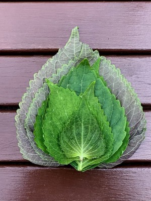 CYBEXIS GUA-83 - Korean Shiso Perilla - (250 Seeds) Seed(250 per packet)